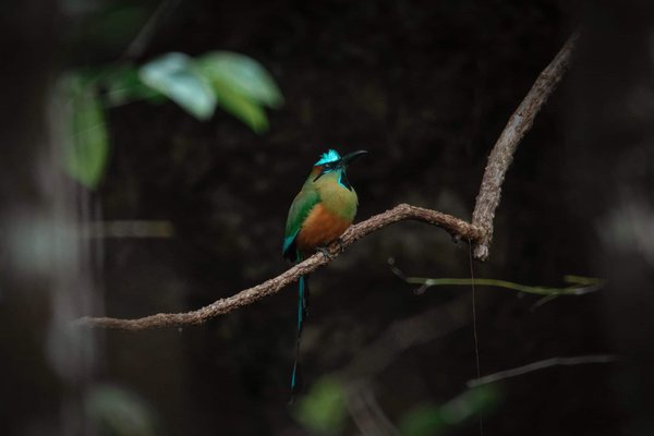 Can Thermal Energy Storage Systems Reduce the Carbon Footprint of Urban Heating?